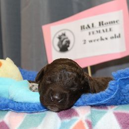 Rome - Brown female Lagotto Romagnolo puppy in Coos Bay, Oregon from Royal and Loyal Lagotto Romagnolo