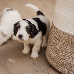 Bernedoodle Puppies from Cookie's Cuties