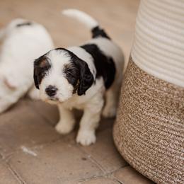 Bernedoodle Puppies from Cookie's Cuties
