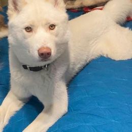 Odin - Siberian Husky