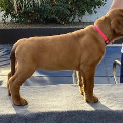 Dogue de Bordeaux Puppies from Toni  Young