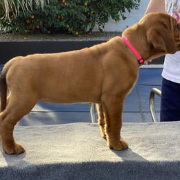 Dogue de Bordeaux Puppies from Toni  Young