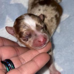 Chip - Chocolate and white male Chihuahua puppy in Franklin, North Carolina from A&J Cutie Pawtooties