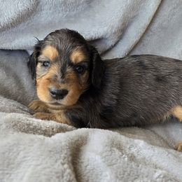 Dachshund Puppies from Pure Joy Dachshunds
