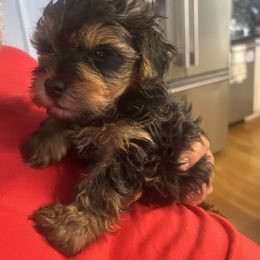 Ollie - Black and tan male Yorkshire Terrier puppy in West Warwick, Rhode Island from Robyn’s Nest