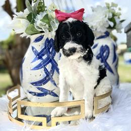 Aussiedoodle and Goldendoodle Puppies from Cuddly Doodles