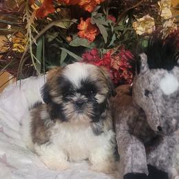 Axel - Red and white male Shih Tzu puppy in Ontario, Oregon from Keeper of the Stars