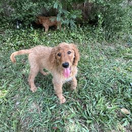 Silver boy - Apricot male Goldendoodle puppy in Arlington, Texas from DFW Doodles
