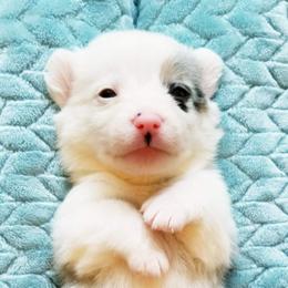 American Corgi and Pembroke Welsh Corgi Puppies from Whimsical Treasure Corgis