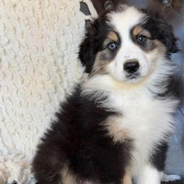 Sam- Has Tail and Videos - Black tri-color male Australian Shepherd puppy in Troy, South Carolina from Lana Corley- Australian Shepherds of 3/W Farms