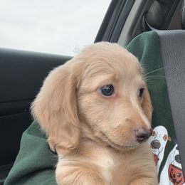 Dachshund puppies from AG Dachshunds