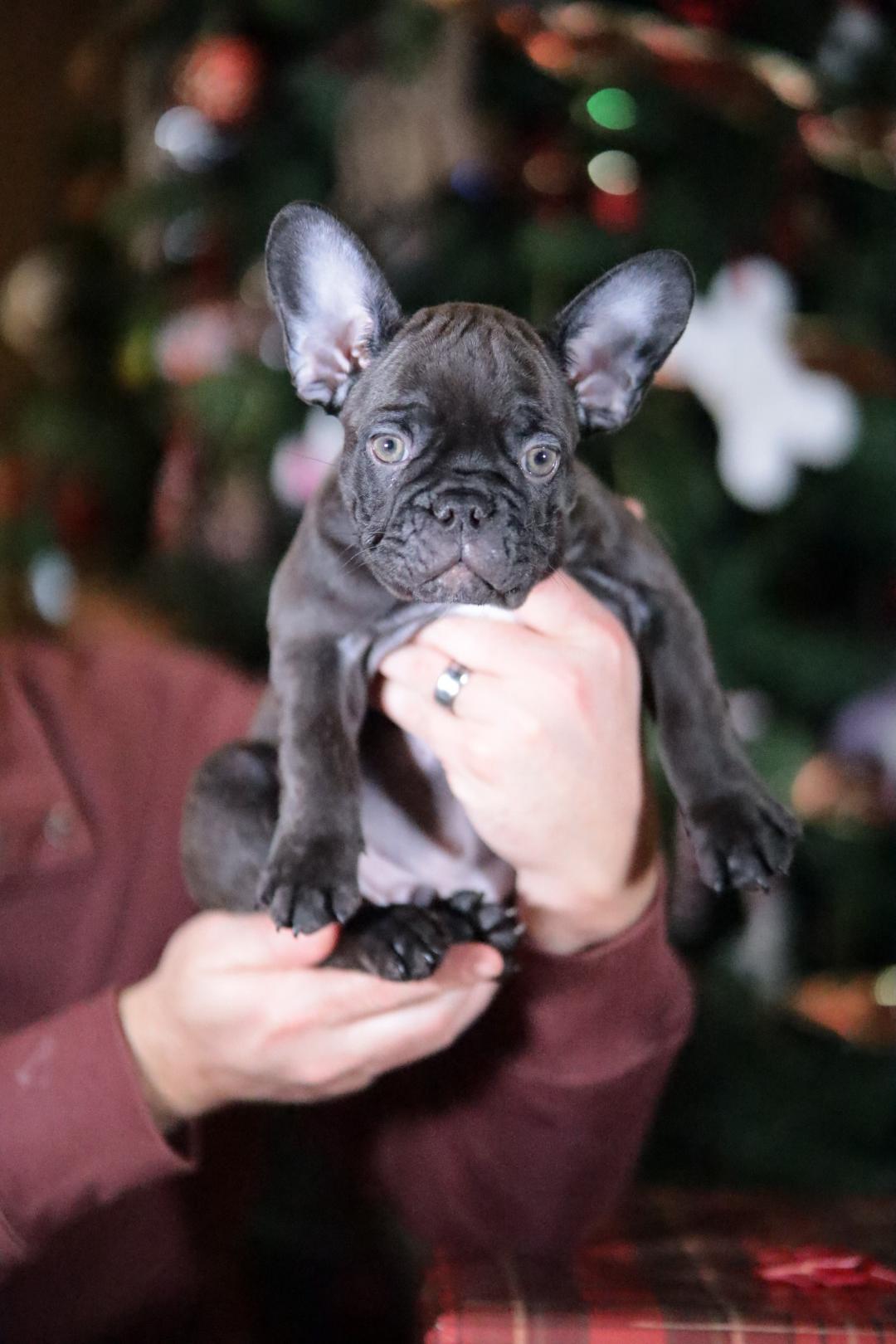 Snuggle Buddy French Bulldogs in French Bulldog puppies