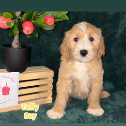 Labradoodle Puppies from BabySweet Labradoodles