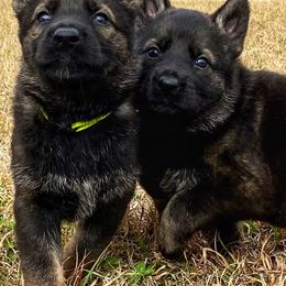 German Shepherd Puppies from Roanwood German Shepherds