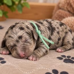 Smores - Merle male Goldendoodle puppy in Surprise, Arizona from Gentle Paw Poodles and Doodles