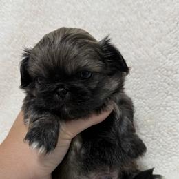 Peanut - Fawn male Pekingese puppy in Clinton, Tennessee from Gracelands Pekingese