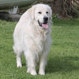 Bunny - Golden Retriever