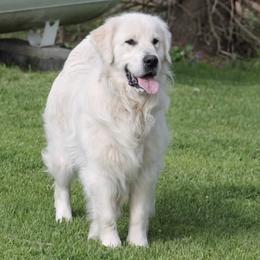 Bunny - Golden Retriever