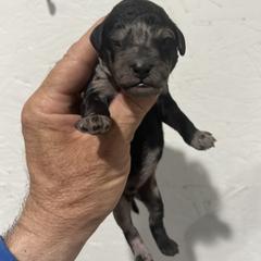 Granite - Merle male Whoodle puppy in Pima, Arizona from Schmidt's K9s