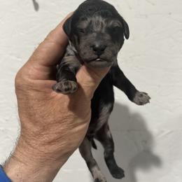 Granite - Merle male Whoodle puppy in Pima, Arizona from Schmidt's K9s