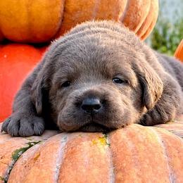 Bramble (Black Collar) - Charcoal male Dilute Retriever puppy in Baldwin City, Kansas from Hedge Lane Labradors