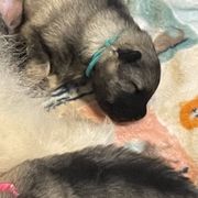 Keeshond Puppies from StarStruck Keeshonden