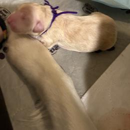 Boy 3 - male Golden Retriever puppy in Yuba City, California from Family Loved Golden Retrievers