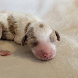 Goldendoodle Puppies from Mini Island Doodles