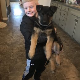 German Shepherd Puppies from Tara Riehle