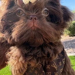 Lady Godiva - Chocolate female Shih Tzu puppy in Auburn, Washington from Shih Tzu’s  ‘N’ Love