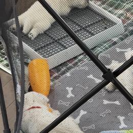 West Highland White Terrier Puppies from Highland Skye