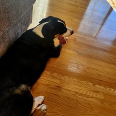 Greater Swiss Mountain Dog All Grown Up from Donough Haven Greater Swiss Mtn. Dogs