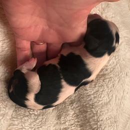 Sweet Heart Candy - Tri-color female Cavalier King Charles Spaniel puppy in Tolleson, Arizona from Pixie Dust Cavaliers