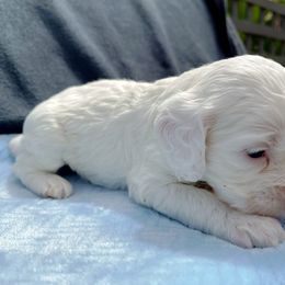 Cockapoo and Pomeranian Puppies from Luna Kennel