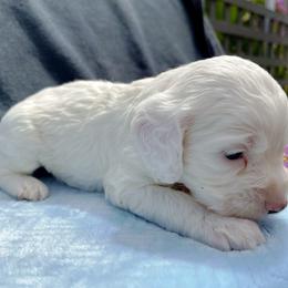 Cockapoo and Pomeranian Puppies from Luna Kennel