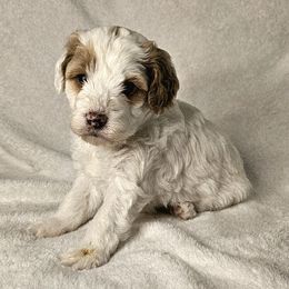 Hamm - Parti male Goldendoodle puppy in Peoria,  Az, Arizona from Not Just "Golden" Doodles