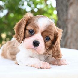 Hope - Blenheim female Cavalier King Charles Spaniel puppy in Lawton, Oklahoma from Lindsey’s Cavies