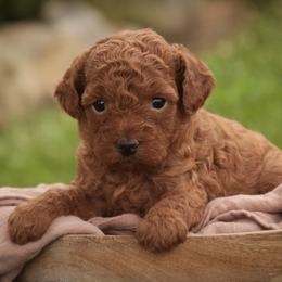 Whitney - Red  female Poodle puppy in Nappanee, Indiana from Perfect Match Poodles