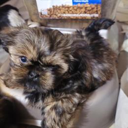 Prada - Black and tan female Shih Tzu puppy in Peoria, Arizona from Shihtzucircusaz