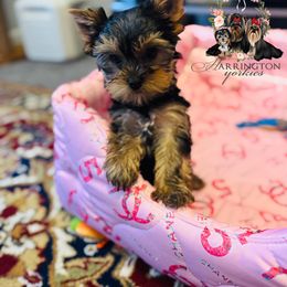 AKC Sparkles - Blue and gold female Yorkshire Terrier puppy in Bloomingdale, Georgia from Harrington Yorkies