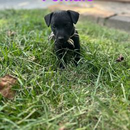 Patterdale Terrier Puppies from Patterdales For You!