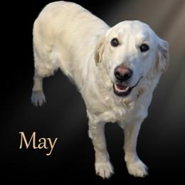 Golden Retriever puppies from TLC Pups