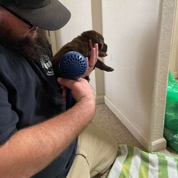 Labrador Retriever Puppies from Rogers Labs