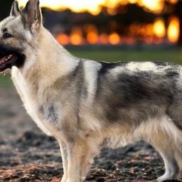 Lily - Shiloh Shepherd