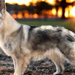 Lily - Shiloh Shepherd