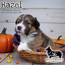 Hazel-Beautiful Fluffy Sable Girl - Sable female Pembroke Welsh Corgi puppy in Taylorsville, North Carolina from Mill Creek’s Pembroke Welsh Corgis and French Bulldogs