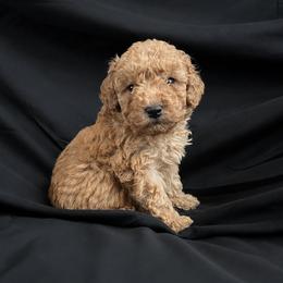 Teddy - Red  male Poodle puppy in Mayville, Michigan from Kathy Maize