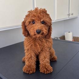 Moana - Red  female Poodle puppy in Los Angeles, California from Exquisite Doodles