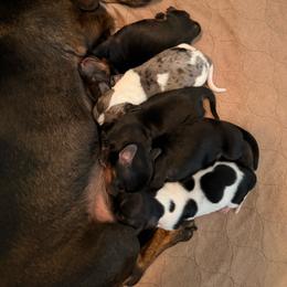 Liberty - Wild boar female Dachshund puppy in Nampa, Idaho from 208 Wiener Wiggle Butts LLC