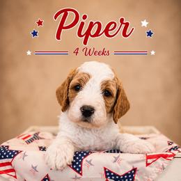 Therese (Piper) - Parti female Goldendoodle puppy in Rocky Point, North Carolina from CelticDoods
